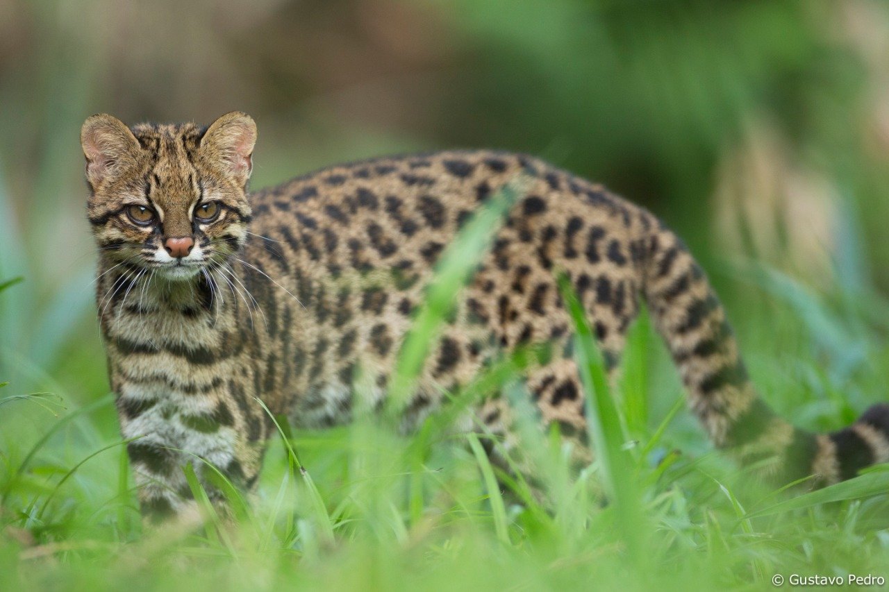 Leopardus guttulus 已核实物种身份的真实照片
