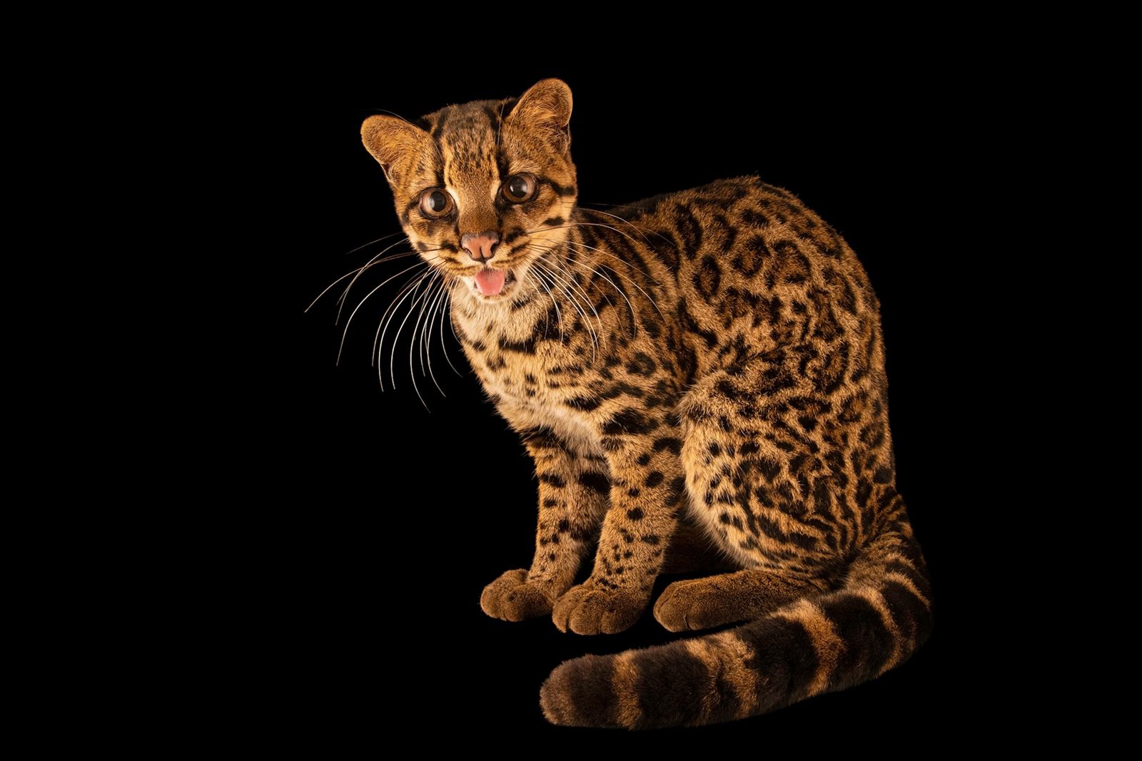Leopardus pardinoides 已核实物种身份的真实照片