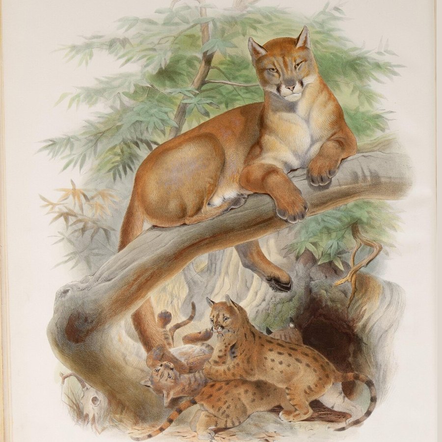 Elliot 1883 年 FELIS CONCOLOR · PL. 4 手绘图版