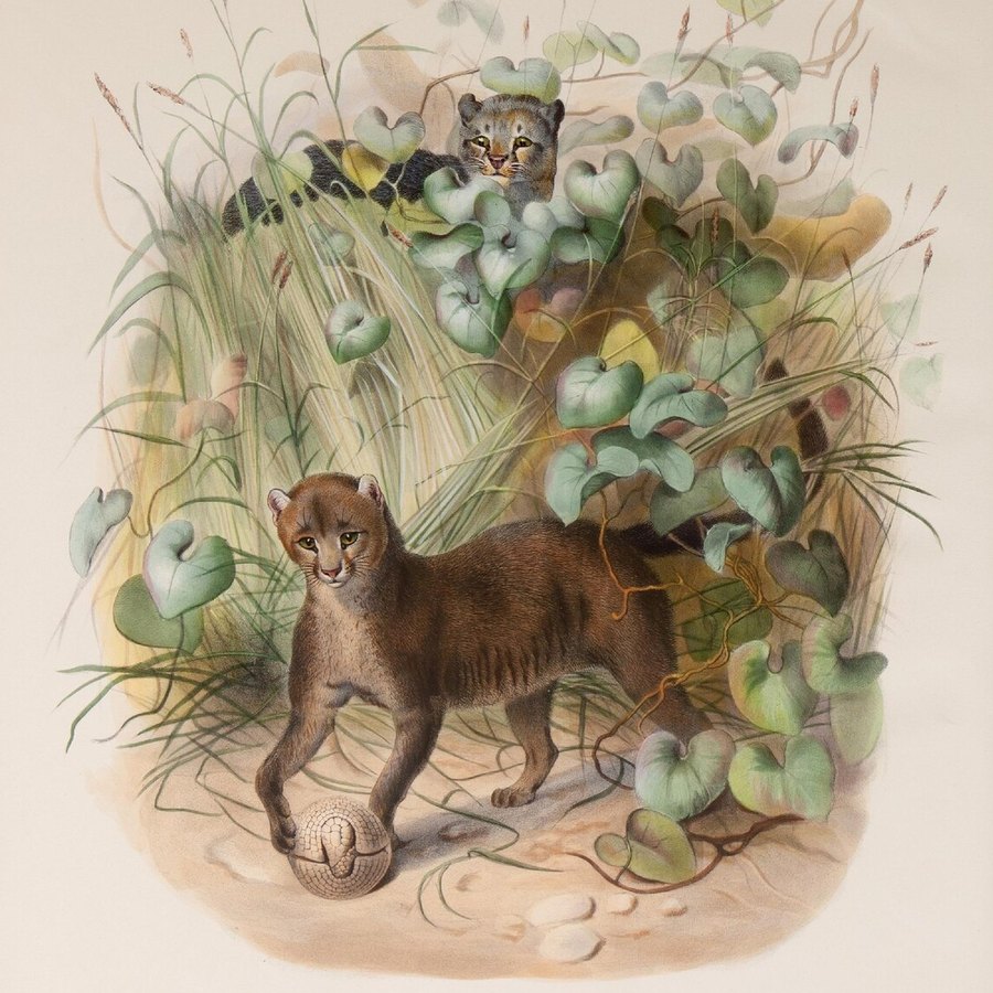 Elliot 1883 年 FELIS JAGUARONDI · PL. 15 手绘图版