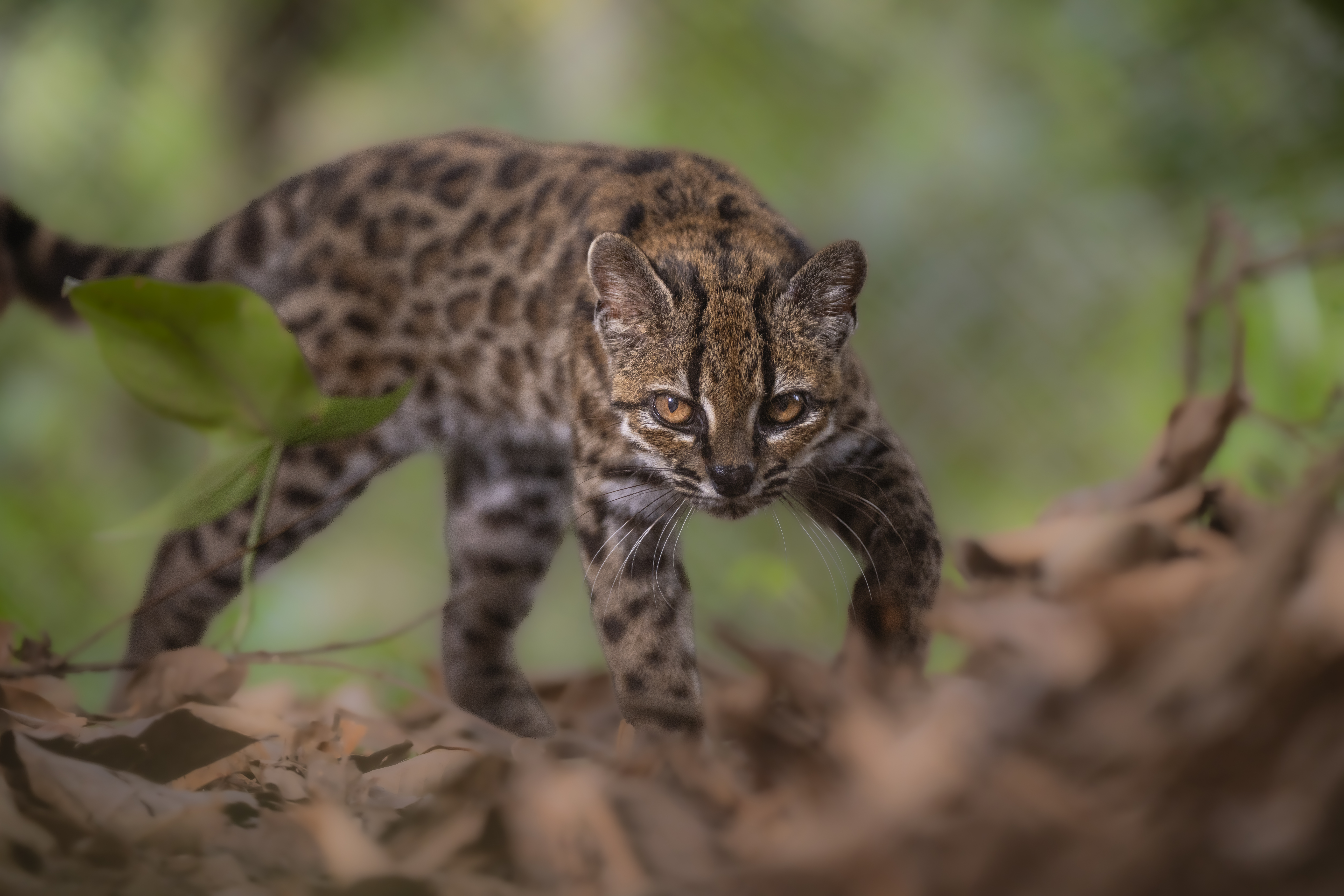 Leopardus tilcayo 已核实物种身份的真实照片